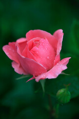 pink rose with water drops