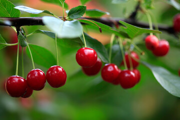 cherries on the tree