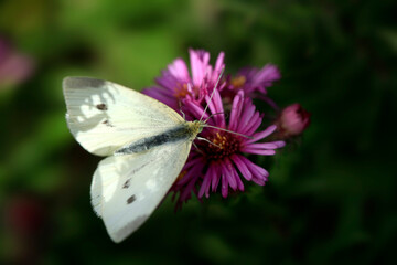 butterfly on flower