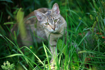 cat on grass
