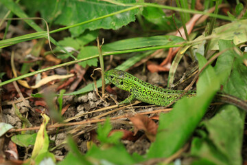 lizard on the grass