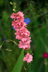 pink and white flowers