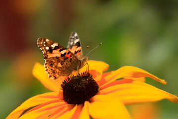 butterfly on flower