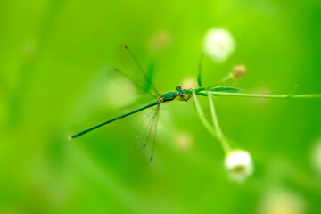 dragonfly on a leaf