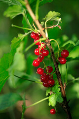red currant bush