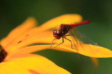 dragonfly on a leaf