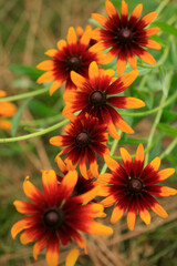 orange flowers in the garden
