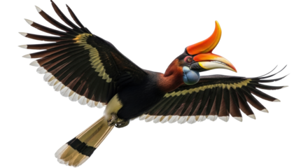 Isolated Rufous Hornbill flying, colorful bird with open wings, large orange casque and beak