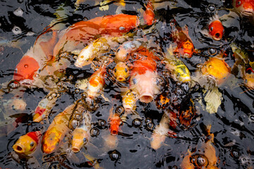 Koi fish crowd in pond top view