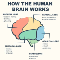 Infographic How the human brain works. Minimalist infographic showing the main parts of the human brain.