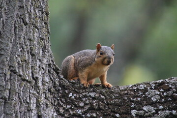 fox squirrel perched in a tree