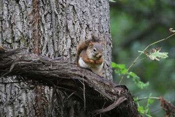 grumpy red squirrel crossing arms