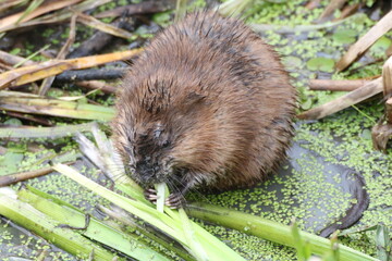 muskrat eating vegetation in a swamp