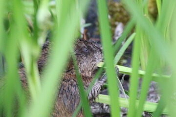 muskrat trying to hide while eating