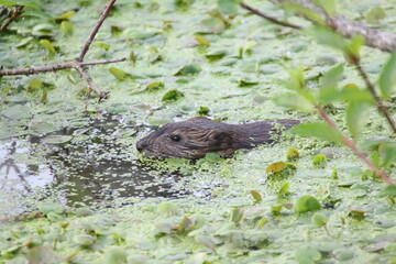 muskrat with head sticking out of water