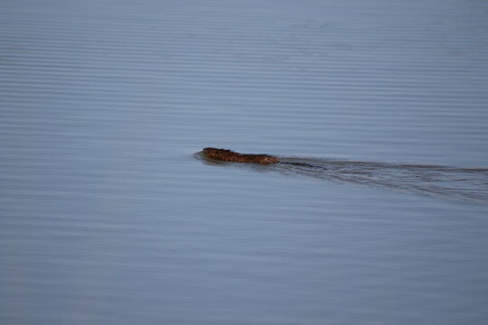 image of a muskrat swimming acorss a pond