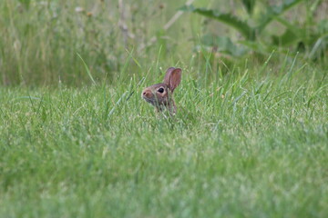 eastern cottontail bunny with head peaking above the grass