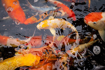 Koi fish crowd in pond top view