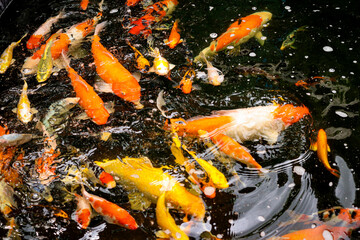 Koi fish crowd in pond top view