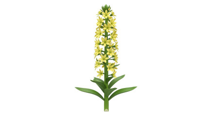 Isolated Eremurus blossom plant for gardens, landscape design, or botanical illustration