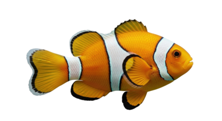 Isolated Amphiprioninae fish swimming aquatic in ocean water, underwater Nemo, close up view