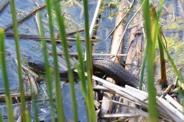 northern water snake swimming in water