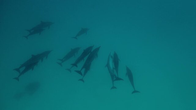A playful pod of dolphins swims swiftly near the ocean surface in clear blue tropical waters, creating ripples and splashes as they glide together under the sun in a vibrant marine environment.