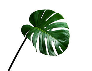 Monster leaves on black background