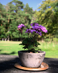 pink flowers in a pot