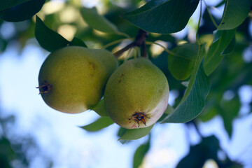 two pear on tree