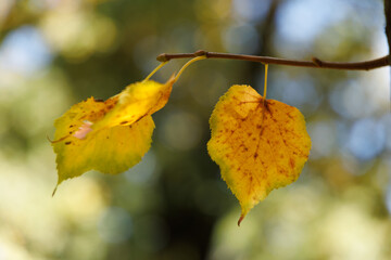 yellow autumn leaves