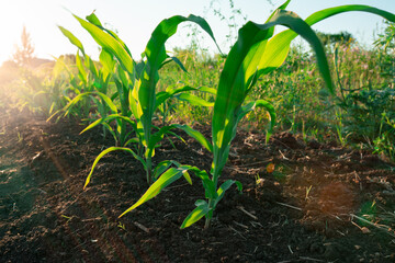 Young corn maize seedling in agricultural field under sunlight. Agriculture and early growth stage