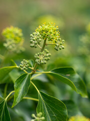 Zu sehen ist eine Nahaufnahme des Blütenstandes des Gemeinen Efeus (Hedera helix).