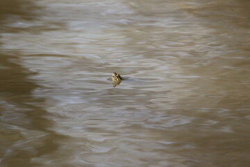 turtle head popping out of the water