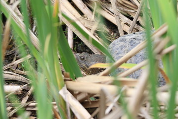 common snapping turtle hiding in a wetland