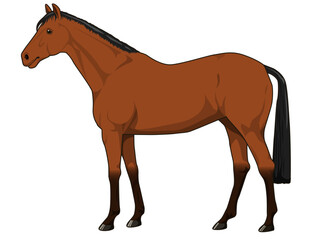 鹿毛の馬（サラブレット）