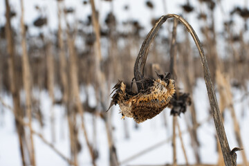 Winter field with dry sunflowers left unharvested. Visual representation of crop loss due to climate change