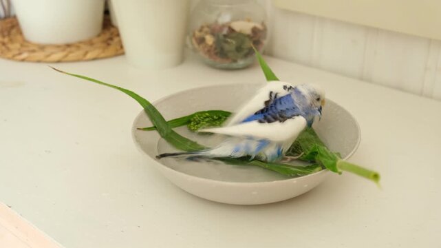 Parrot is bathing in a bowl of water next to the cage. Budgie splashing. Domestic animals healthy lifestyle. Pets care. Budgerigar bird funny video. Parakeet with wet feathers after swimming. 4K