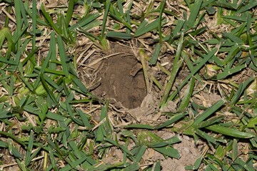 Hole damage in lawn grass from armadillo foraging pest control lawn care.