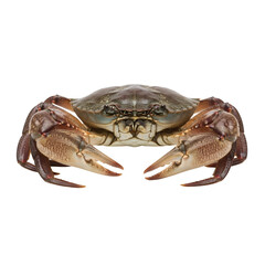 Vibrant Green and Brown Crab Posed with Raised Claws on a Clean White Background.