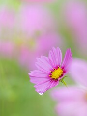 秋を彩るコスモスの花畑。小雨の中で静かに佇む、雨の雫のついたピンクのコスモス。自然風景。縦構図