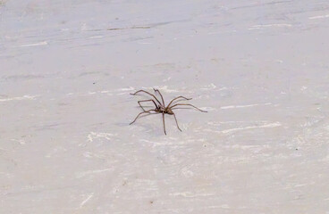 Giant House Spider