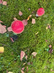Close up image on toadstool mushroom growing in green moss and grass.