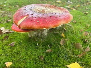 Close up image on toadstool mushroom growing in green moss and grass.