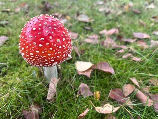 Close up image on toadstool mushroom growing in green moss and grass.