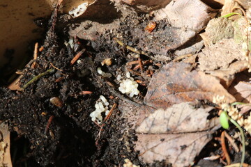 termites with their eggs in the soil