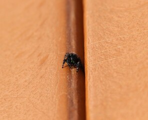 bold jumping spider ready to pounce
