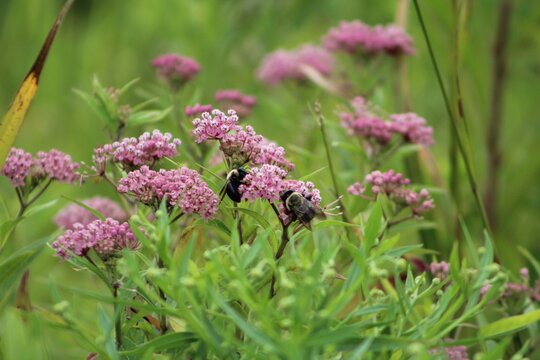 bumble bees feeding on pink flowers