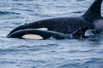 Fototapeta premium Mother and calf orca swimming together off the coast of Skjervoy, Northern Norway.