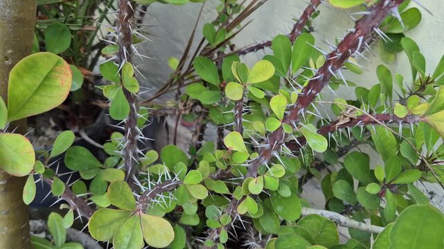 Euphorbia milii shrub with thorns in around the house yard. Great for nature scenes, gardening, and warm climate plants